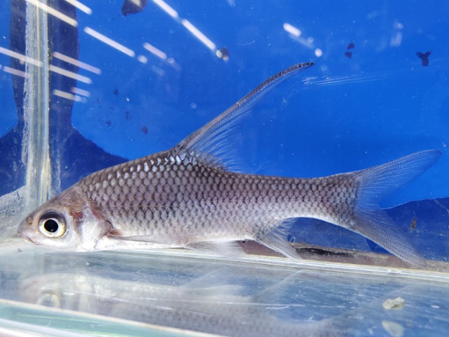 ボルネオハイフィンバルブ　2　2026年1月入荷！