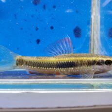 コヒガイ　2026年1月入荷！