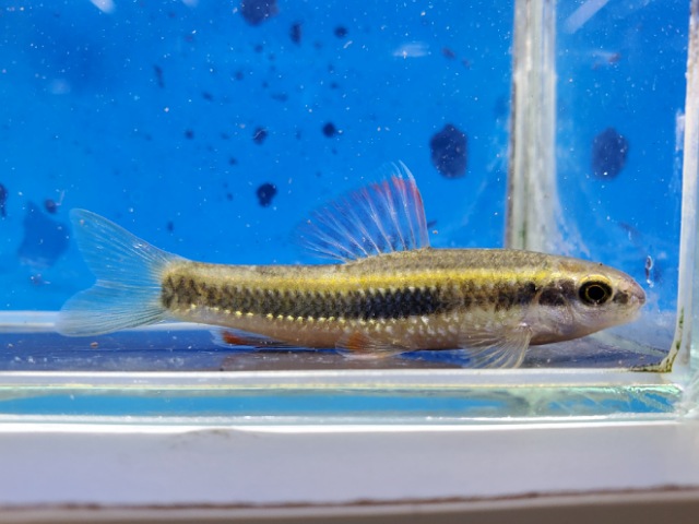 コヒガイ　2026年1月入荷！