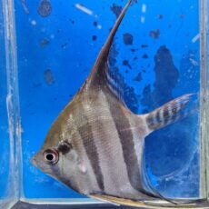 レッドバックエンゼル　サンタイザベル　2026年1月入荷！