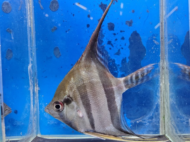 レッドバックエンゼル　サンタイザベル　2026年1月入荷！