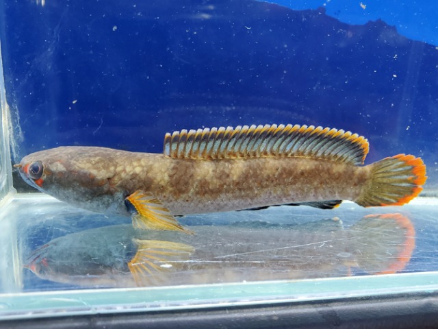 アイズファイヤースネークヘッド