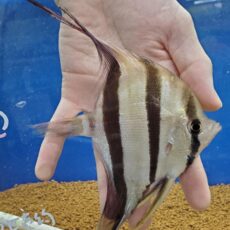 ネグロアルタムエンゼル　リオイサナ　2026年1月入荷！