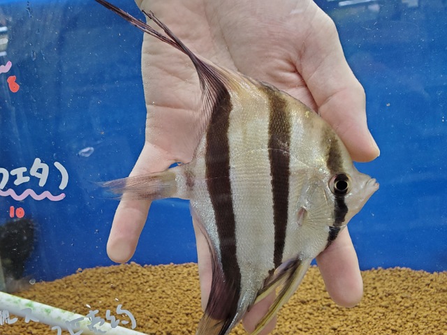 ネグロアルタムエンゼル　リオイサナ　2026年1月入荷！