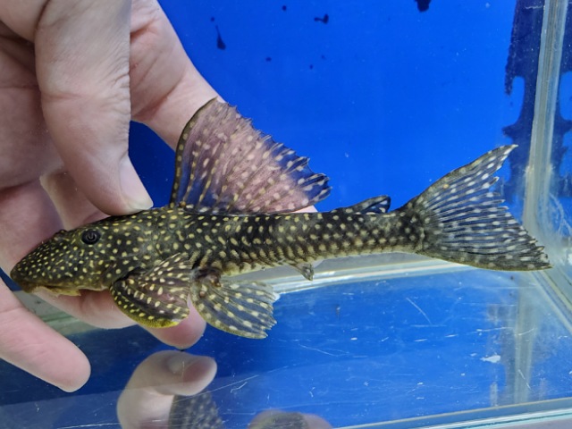 ホワイトナイトアンジェリカスプレコ　2　2025年12月入荷！