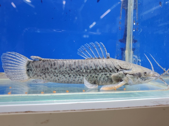 カリクティスカリクティス