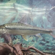 中国ハナマガリ　2026年1月入荷！