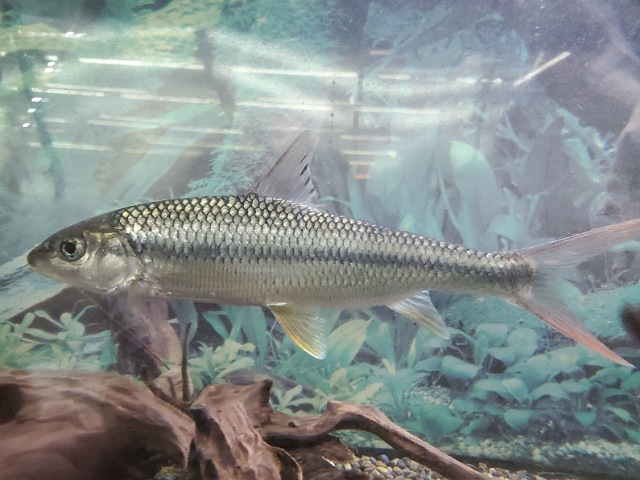 中国ハナマガリ　2026年1月入荷！