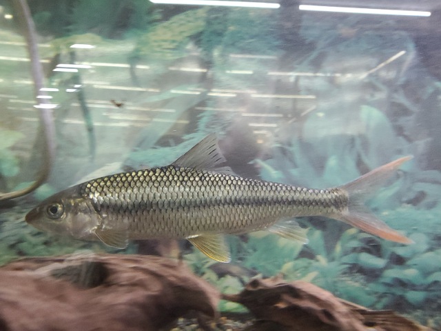 中国ハナマガリ