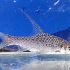 ボルネオハイフィンバルブ　1　2026年1月入荷！