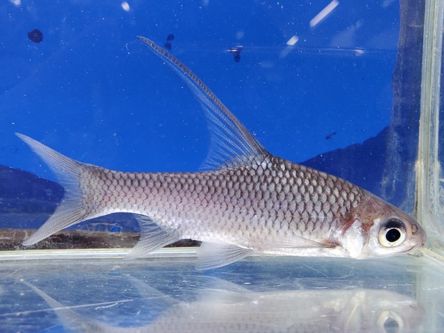 ボルネオハイフィンバルブ　1　2026年1月入荷！