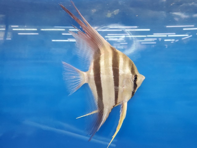 ネグロアルタム