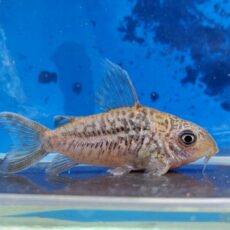 コリドラス　パンタナルエンシス　ブリード　2026年1月入荷！