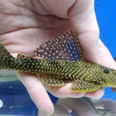 ホワイトナイトアンジェリカスプレコ　1　2025年12月入荷！