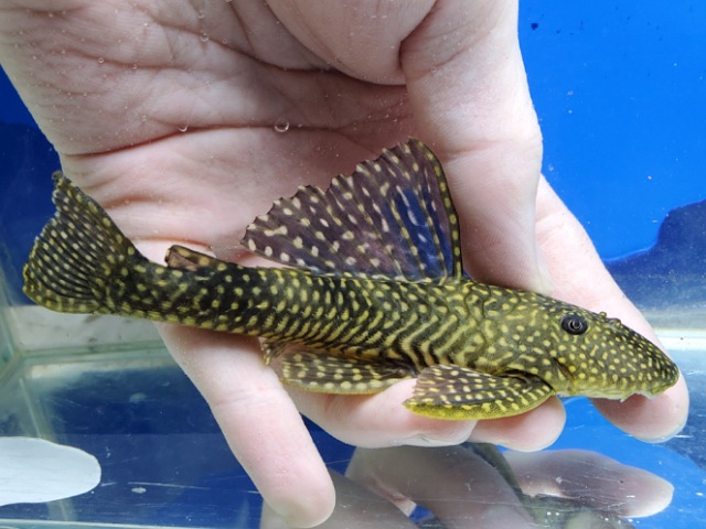 ホワイトナイトアンジェリカスプレコ　1　2025年12月入荷！