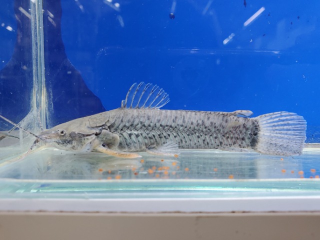 カリクティスカリクティス