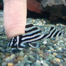 インペリアルゼブラプレコ　　スペシャルプライス！！！Ｒ８年１月３日