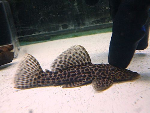 ドラゴンハイフィンレオパードトリムプレコ