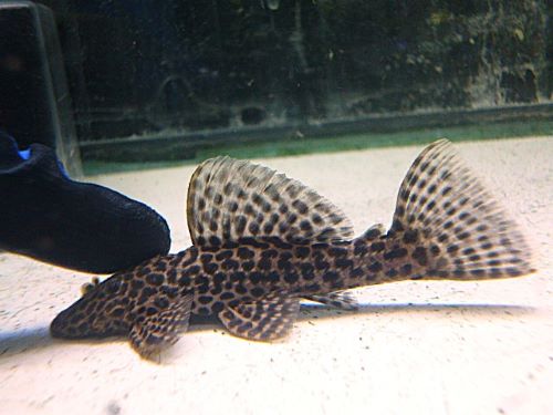 ドラゴンハイフィンレオパードトリムプレコ①　２０２５年１２月３０日入荷