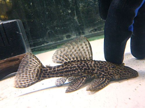 ドラゴンハイフィンレオパードトリムプレコ