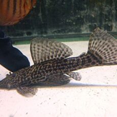 ドラゴンハイフィンレオパードトリムプレコ②　２０２５年１２月３０日入荷