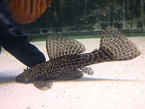 ドラゴンハイフィンレオパードトリムプレコ②　２０２５年１２月３０日入荷