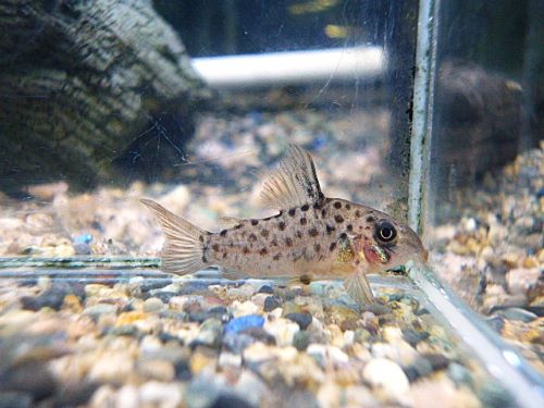 コリドラス　ヨッシャー