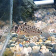 コリドラス　ヨッシャー①　２０２５年１２月２３日入荷