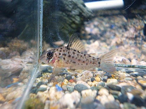 コリドラス　ヨッシャー①　２０２５年１２月２３日入荷