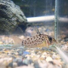 コリドラス　ヨッシャー②　２０２５年１２月２３日入荷