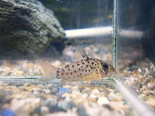 コリドラス　ヨッシャー②　２０２５年１２月２３日入荷