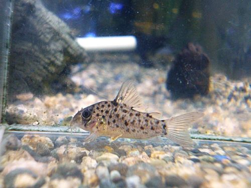 コリドラス　ヨッシャー