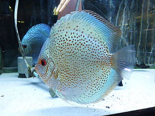 ブルースコーピオン・ディスカス