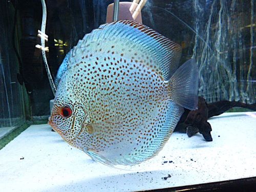 ブルースコーピオン・ディスカス