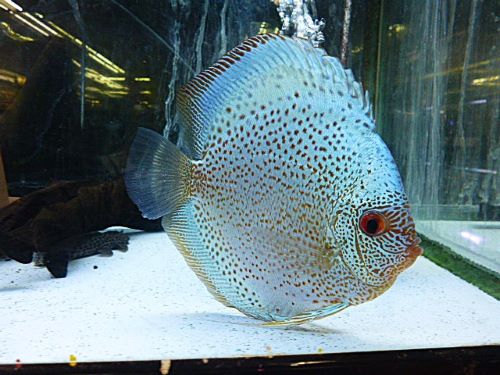 ブルースコーピオン・ディスカス