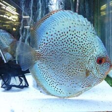 ブルースコーピオンディスカス　スペシャルエディション①Ｒ７年１２月３０日入荷