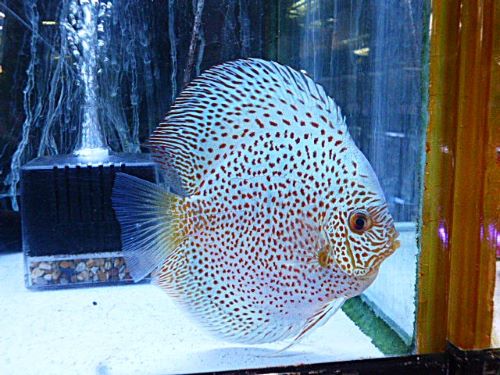 ブルースコーピオン・ディスカス