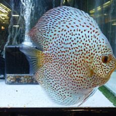 ブルースコーピオンディスカス　スペシャルエディション②Ｒ７年１２月３０日入荷