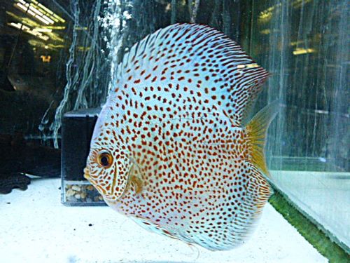 ブルースコーピオンディスカス スペシャルエディション②R7年12月30日入荷 ブルースコーピオン・ディスカス