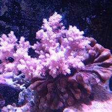 チヂミトサカ付きウミバラ　２０２６年１月４日撮影