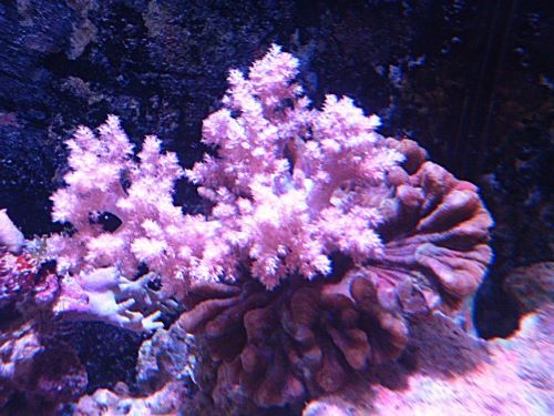 チヂミトサカ付きウミバラ　２０２６年１月４日撮影