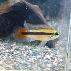 アピスト　エリスルラ　ペア　２０２５年１２月２７日入荷