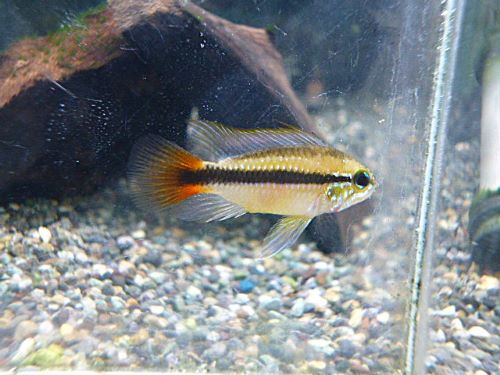 アピスト　エリスルラ　ペア　２０２５年１２月２７日入荷