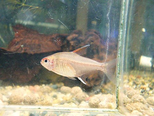 ピーチレモンテトラ