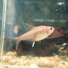 ピーチレモンテトラ　２０２５年１２月２７日入荷