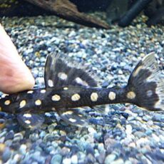 オパールドットマグナムプレコ約７～８ｃｍ　２０２５年７月２日入荷