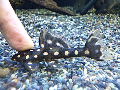 オパールドットマグナムプレコ約７～８ｃｍ　２０２５年７月２日入荷