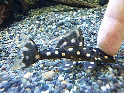 オパールドットマグナムプレコ約7~8cm 2025年7月2日入荷 オパールドットマグナムプレコ
