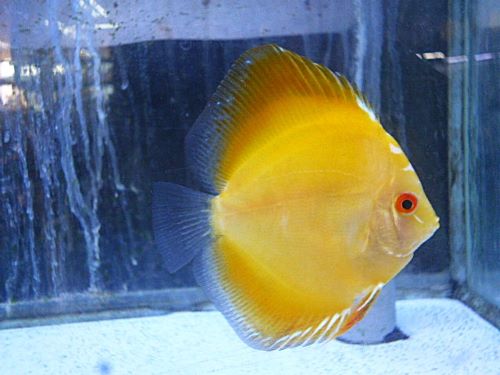 イエローダイヤ・ディスカス