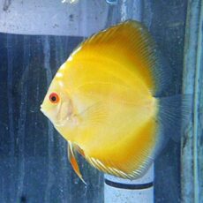 イエローダイヤディスカス②　２０２５年１１月９日入荷